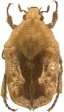 Hoplopyga ocellata.jpg